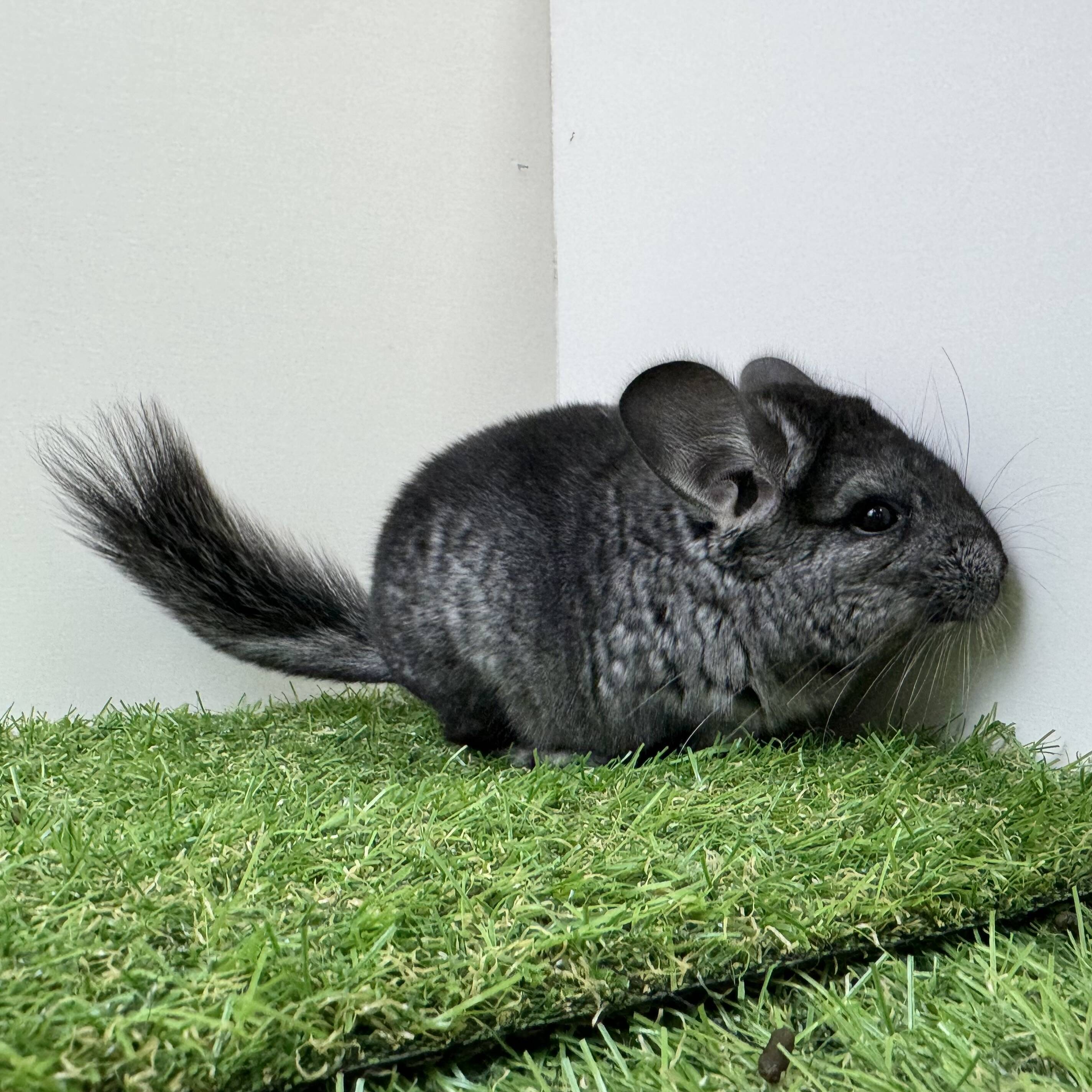 チンチラ【C38】ｸﾞﾚｰｴﾎﾞﾆｰ♂ | LAMPO